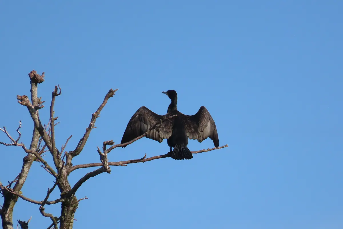 Kormoran