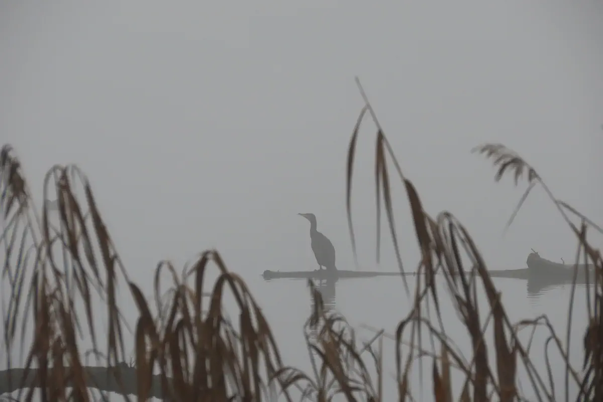 Kormoran