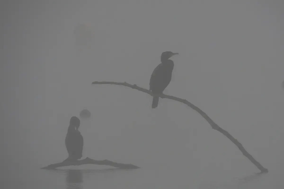 Kormoran