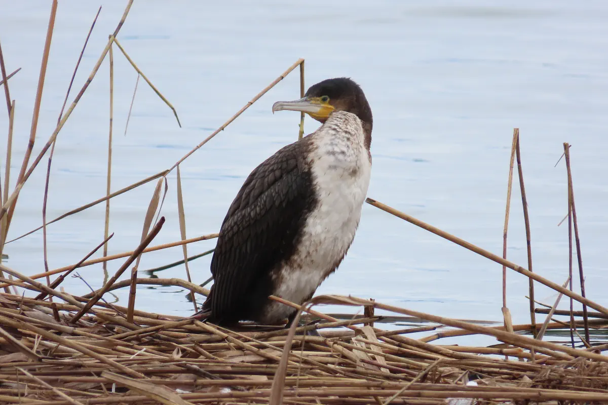 Kormoran
