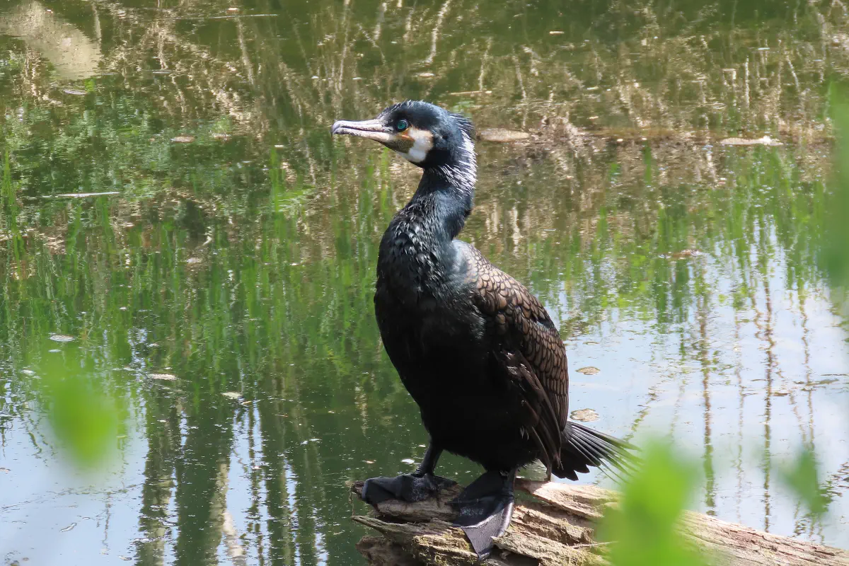 Kormoran