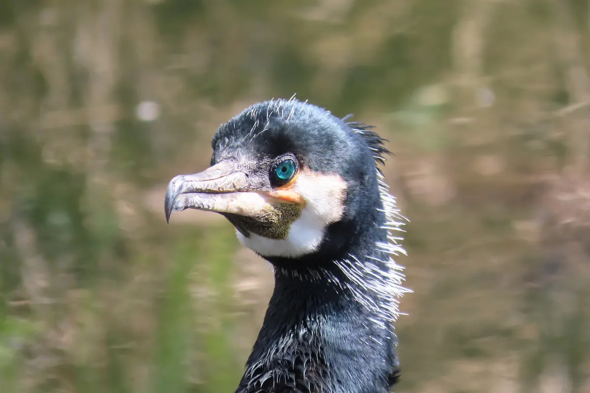 Kormoran
