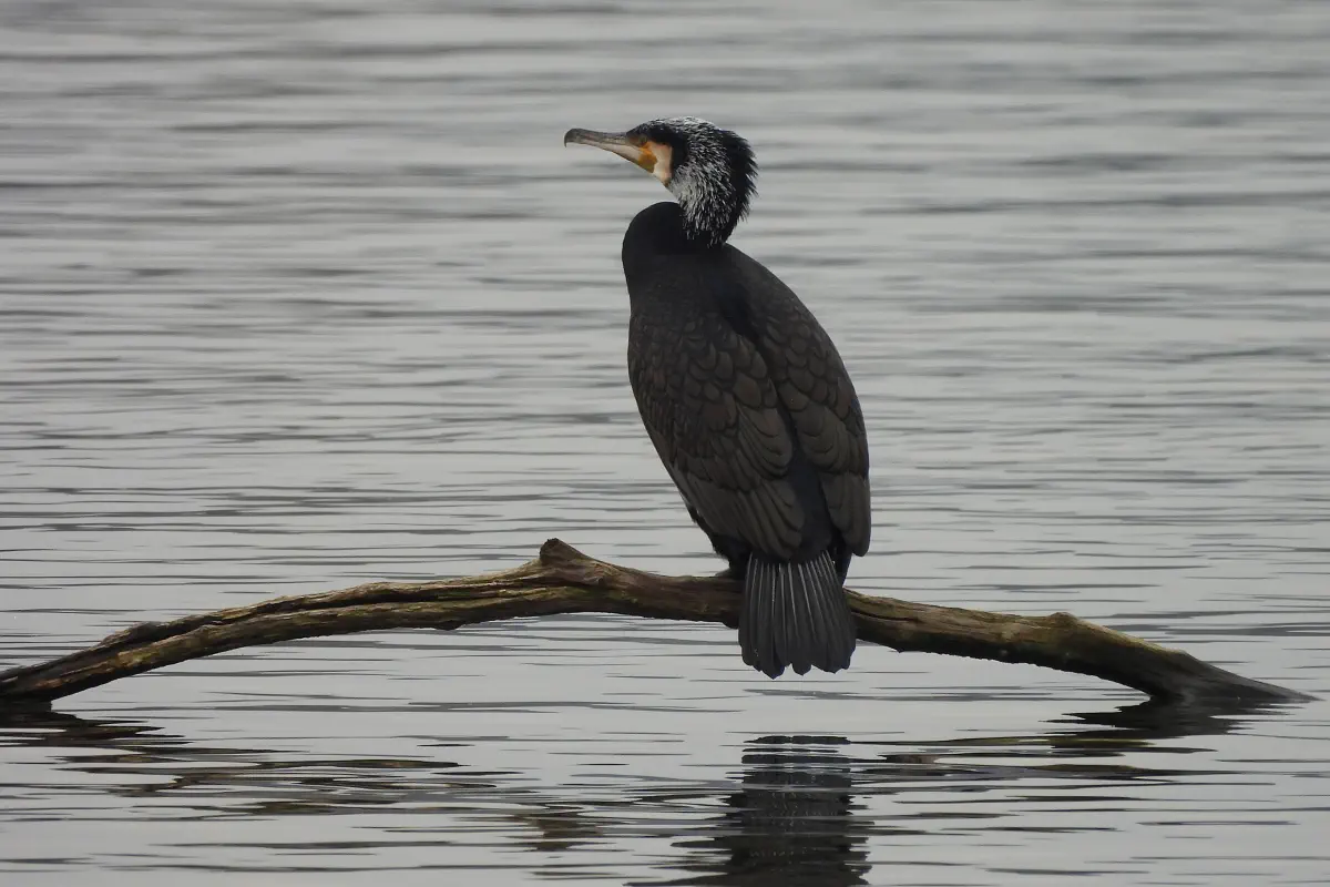 Kormoran