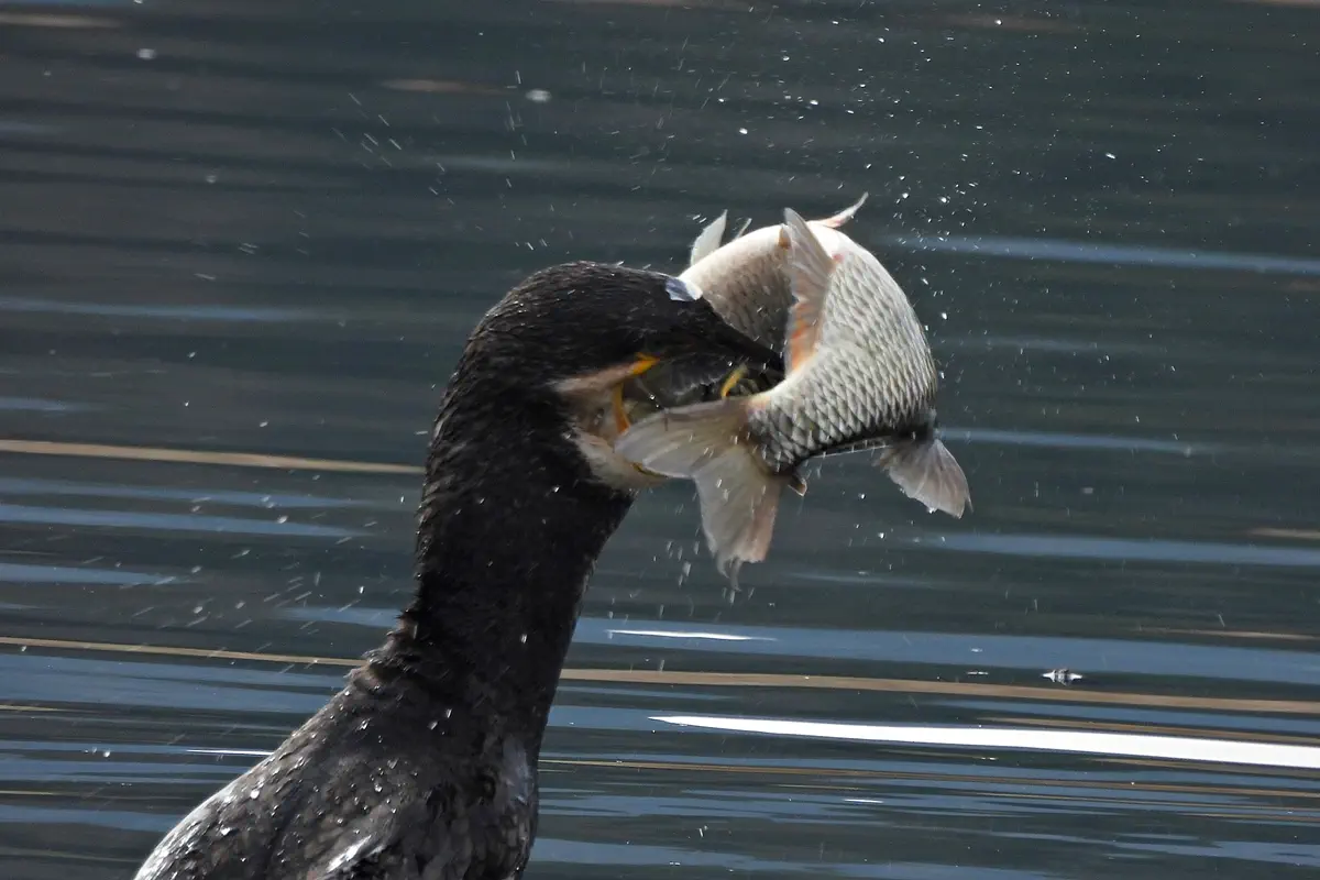 Kormoran