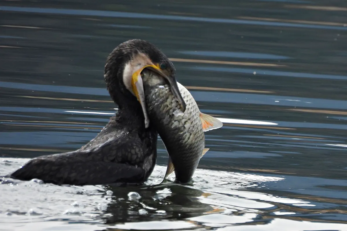 Kormoran