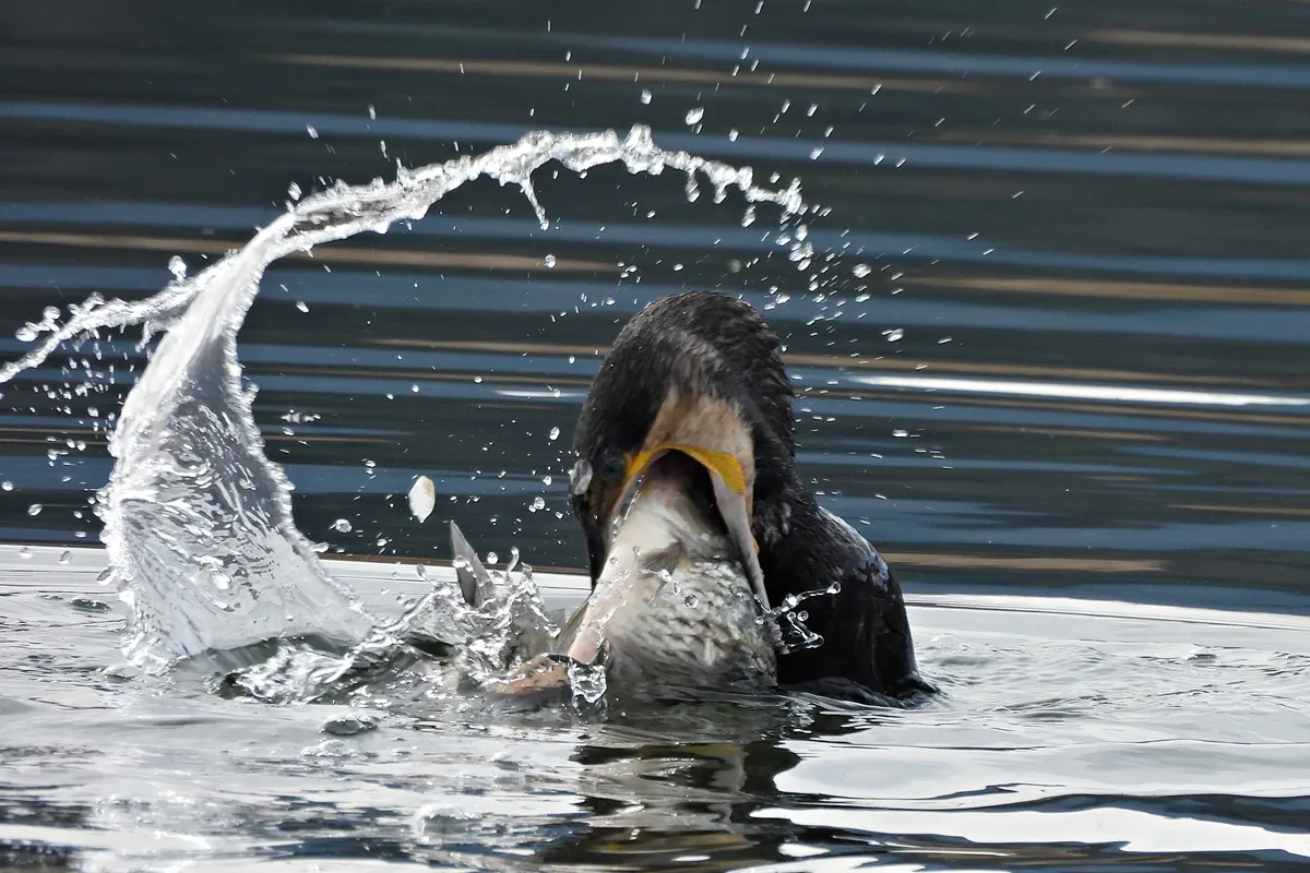 Kormoran