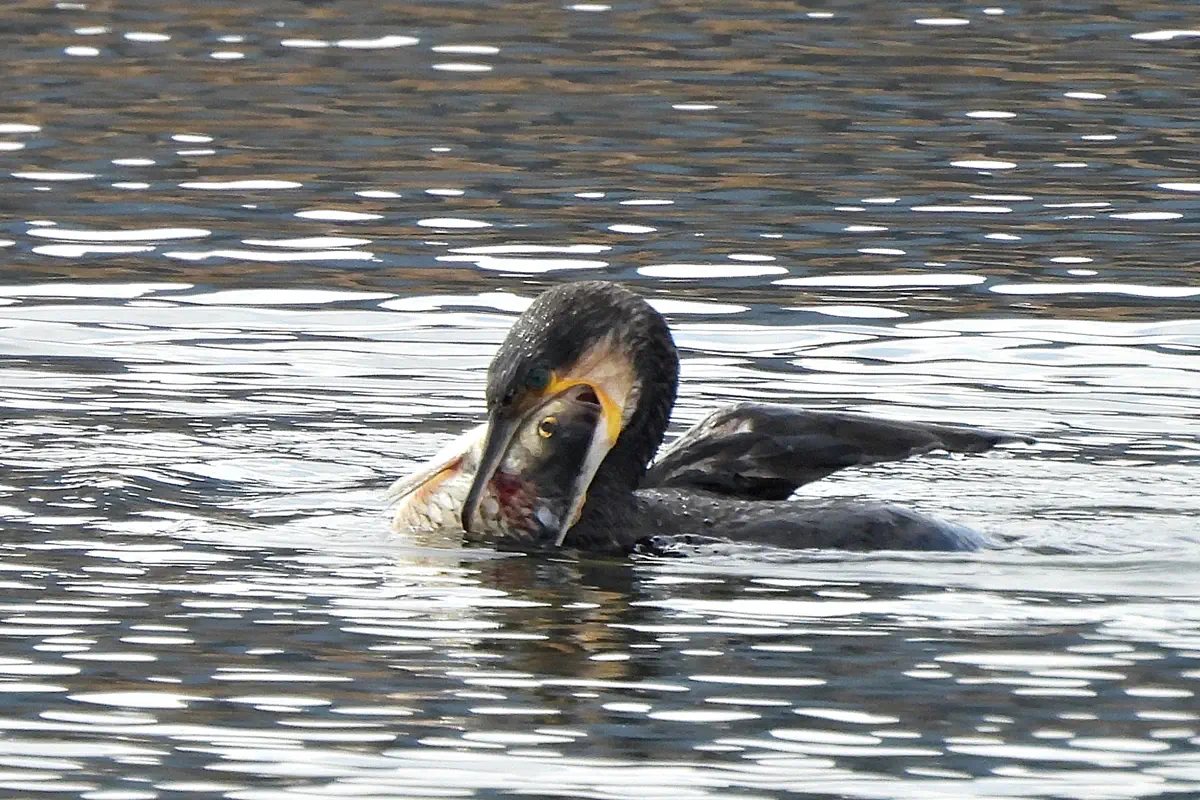 Kormoran