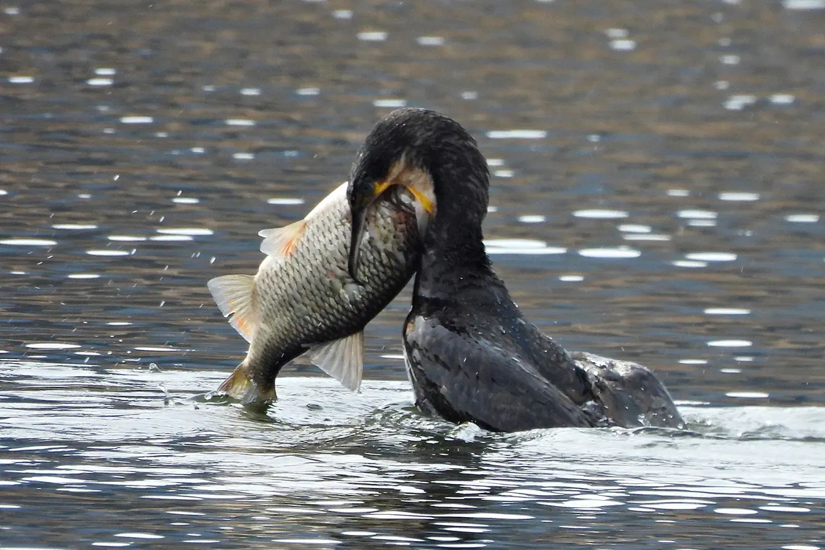 Kormoran