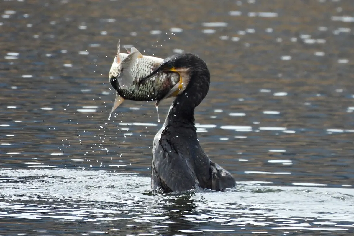 Kormoran