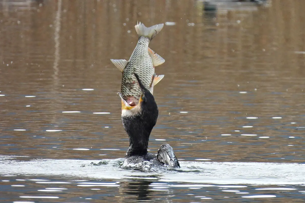Kormoran