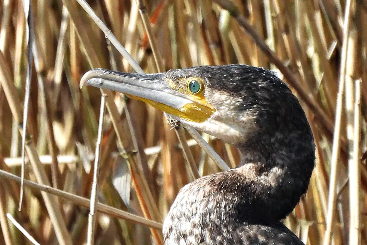 Kormoran