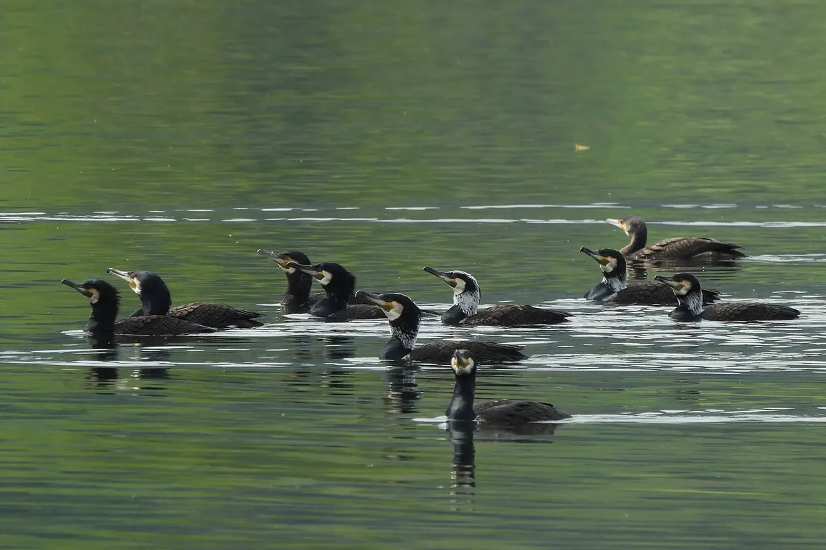Kormoran