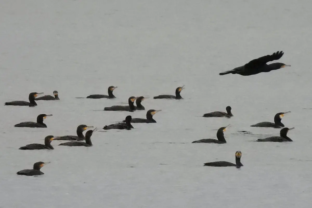 Kormoran