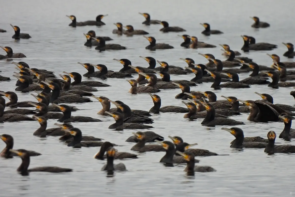 Kormoran