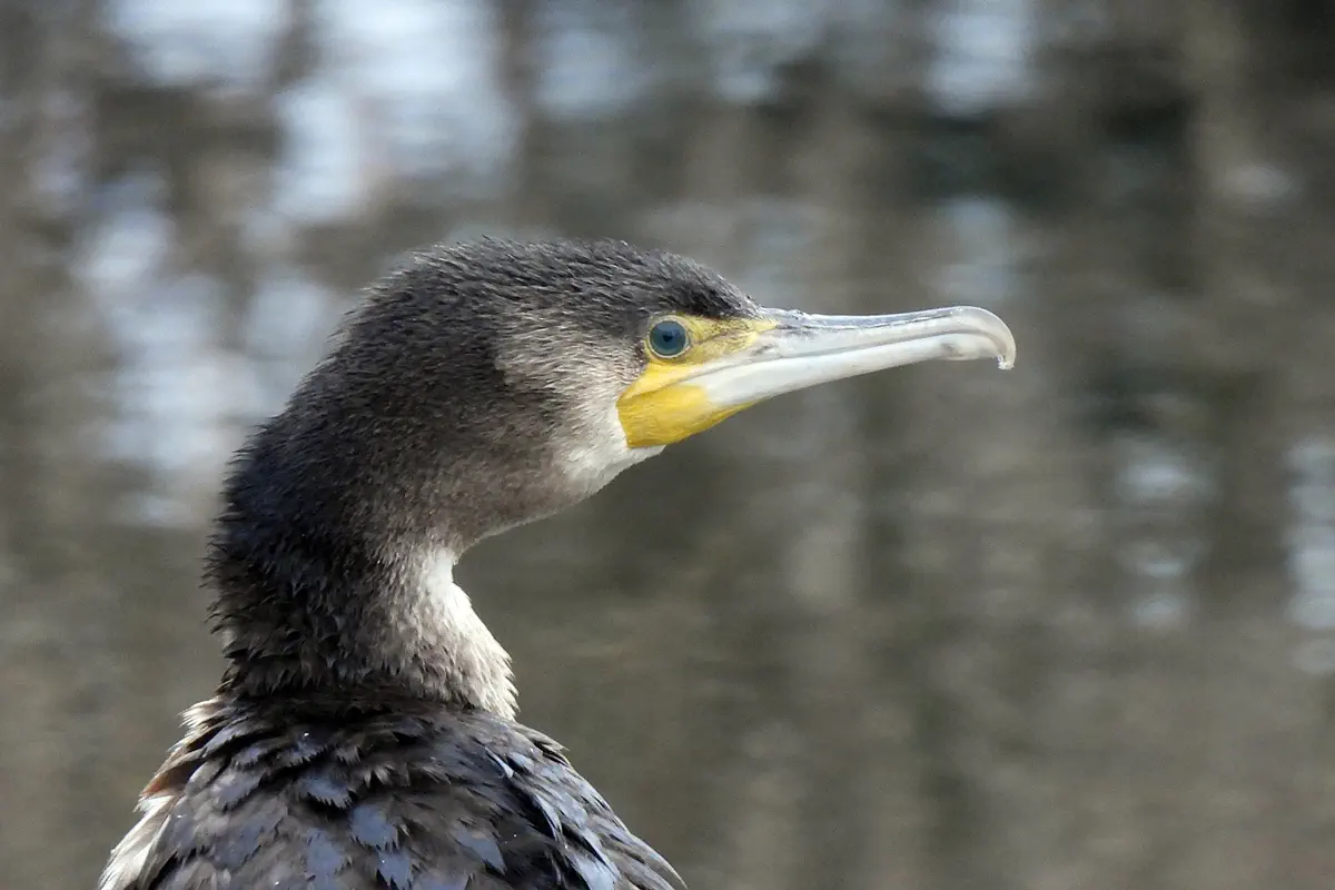 Kormoran