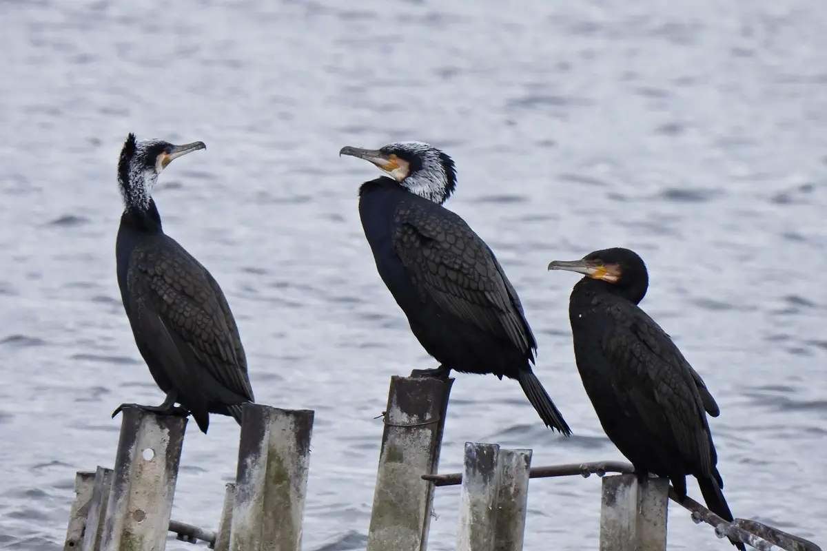 Kormoran