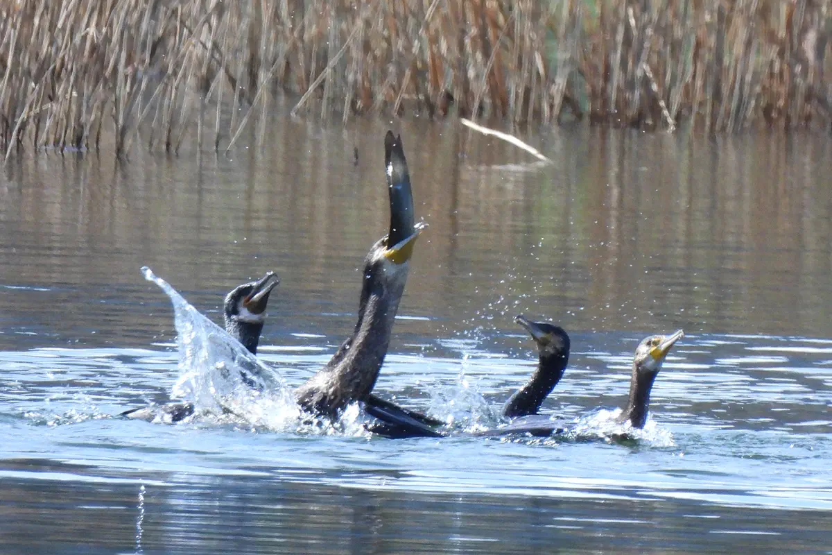 Kormoran