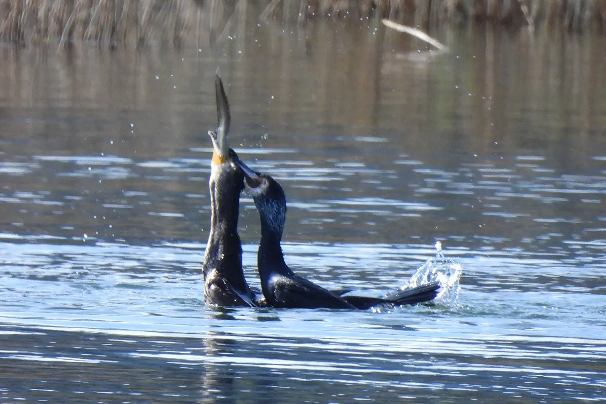 Kormoran