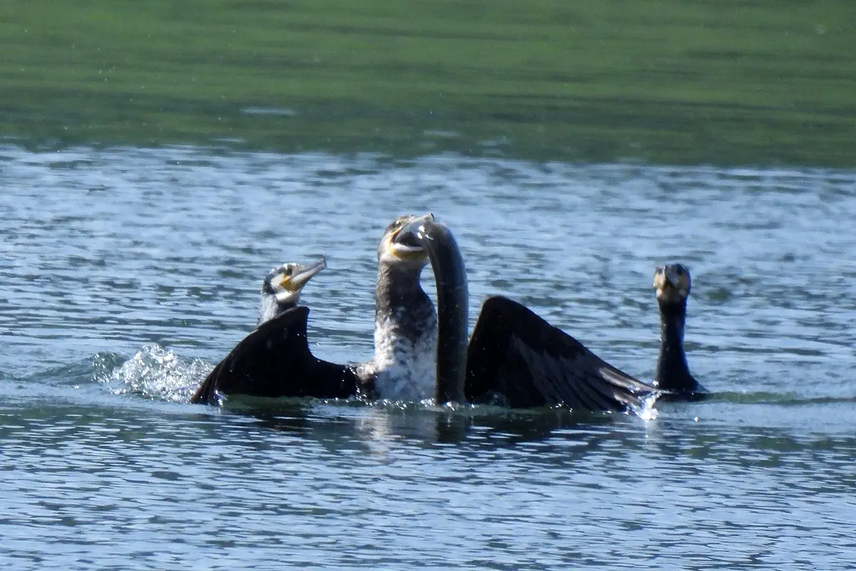 Kormoran