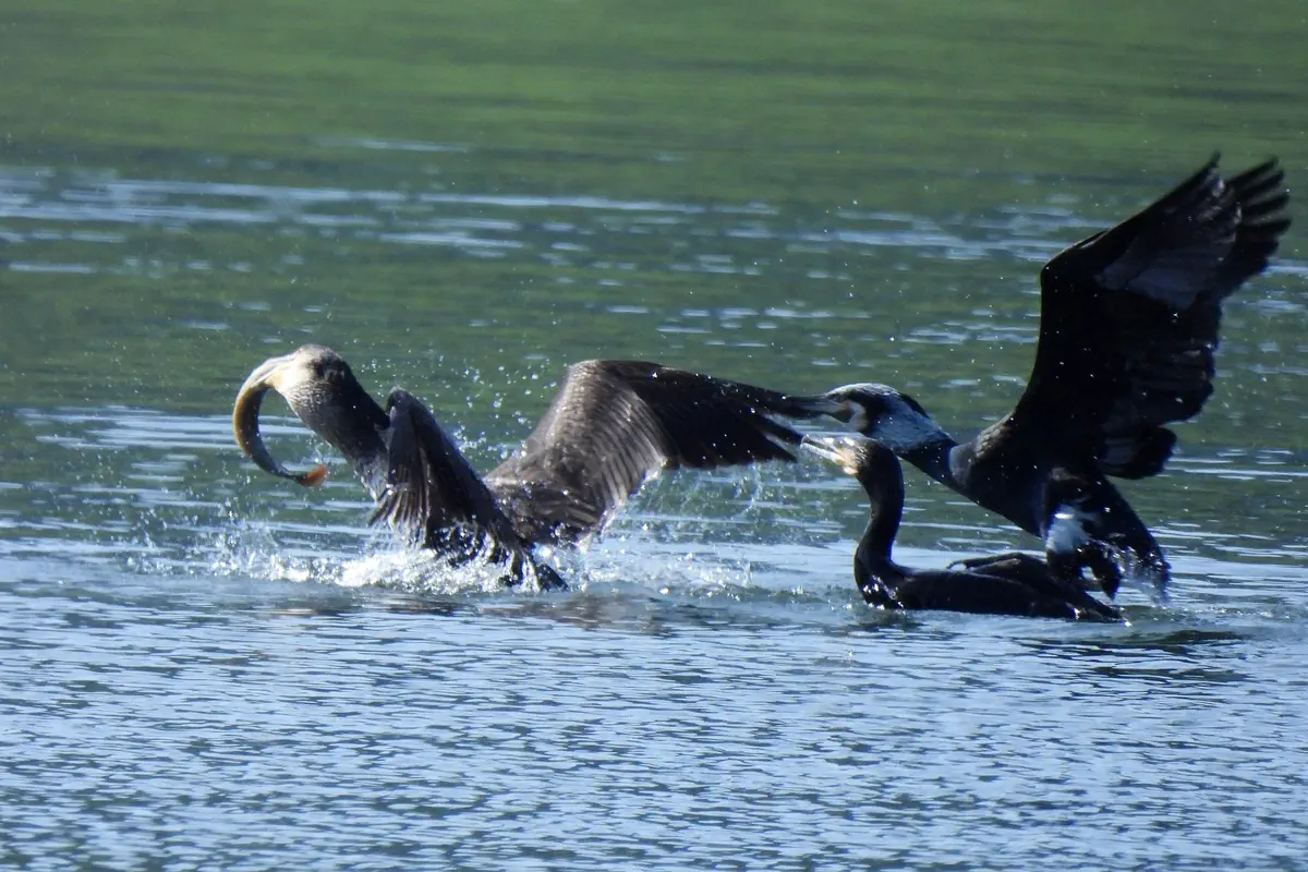 Kormoran