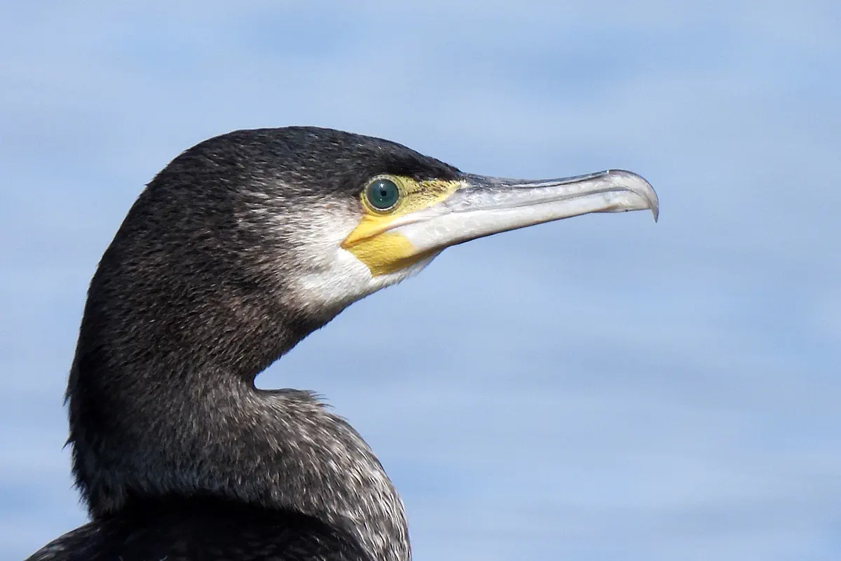 Kormoran