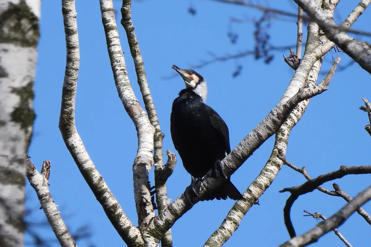 Kormoran
