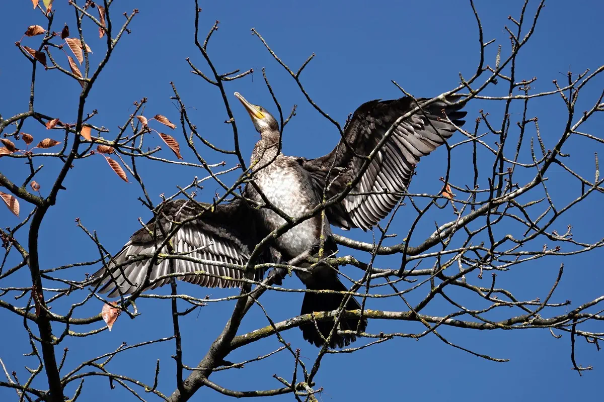 Kormoran