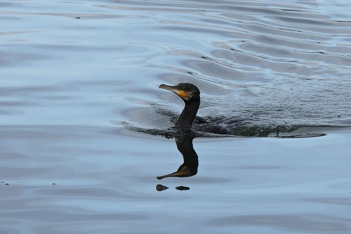Kormoran