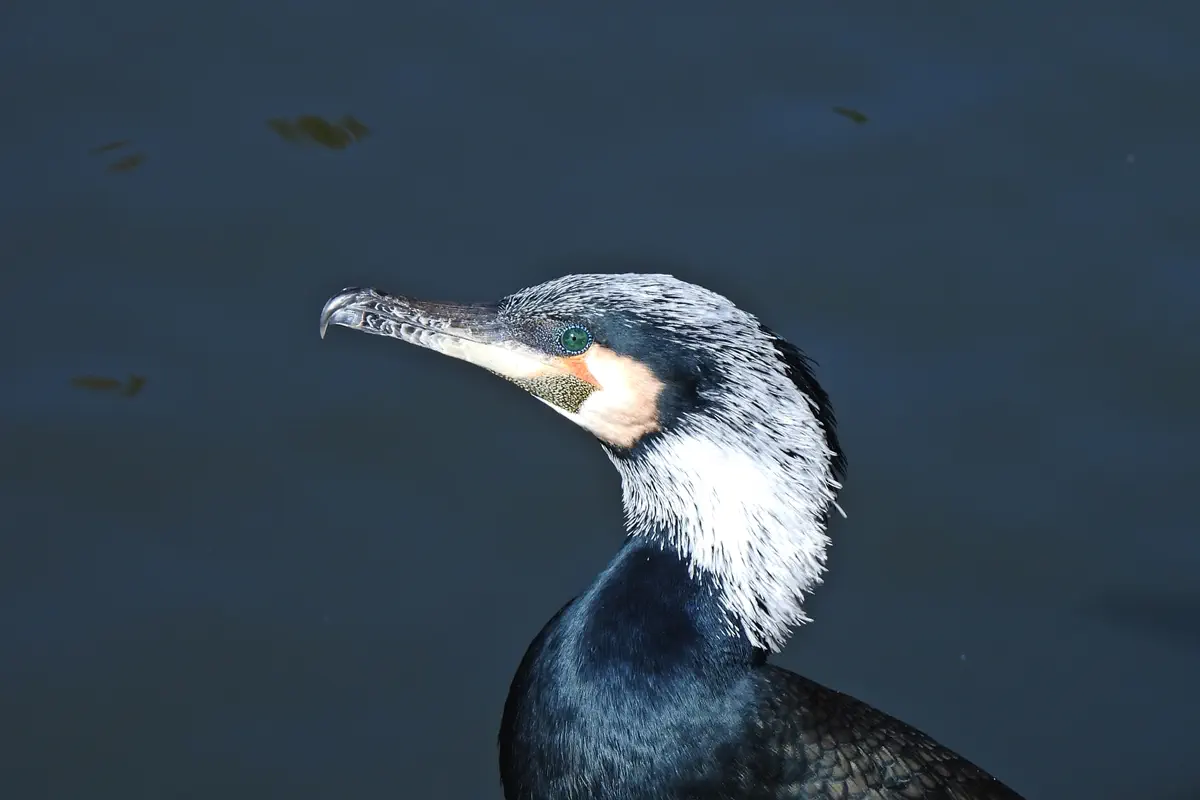 Kormoran