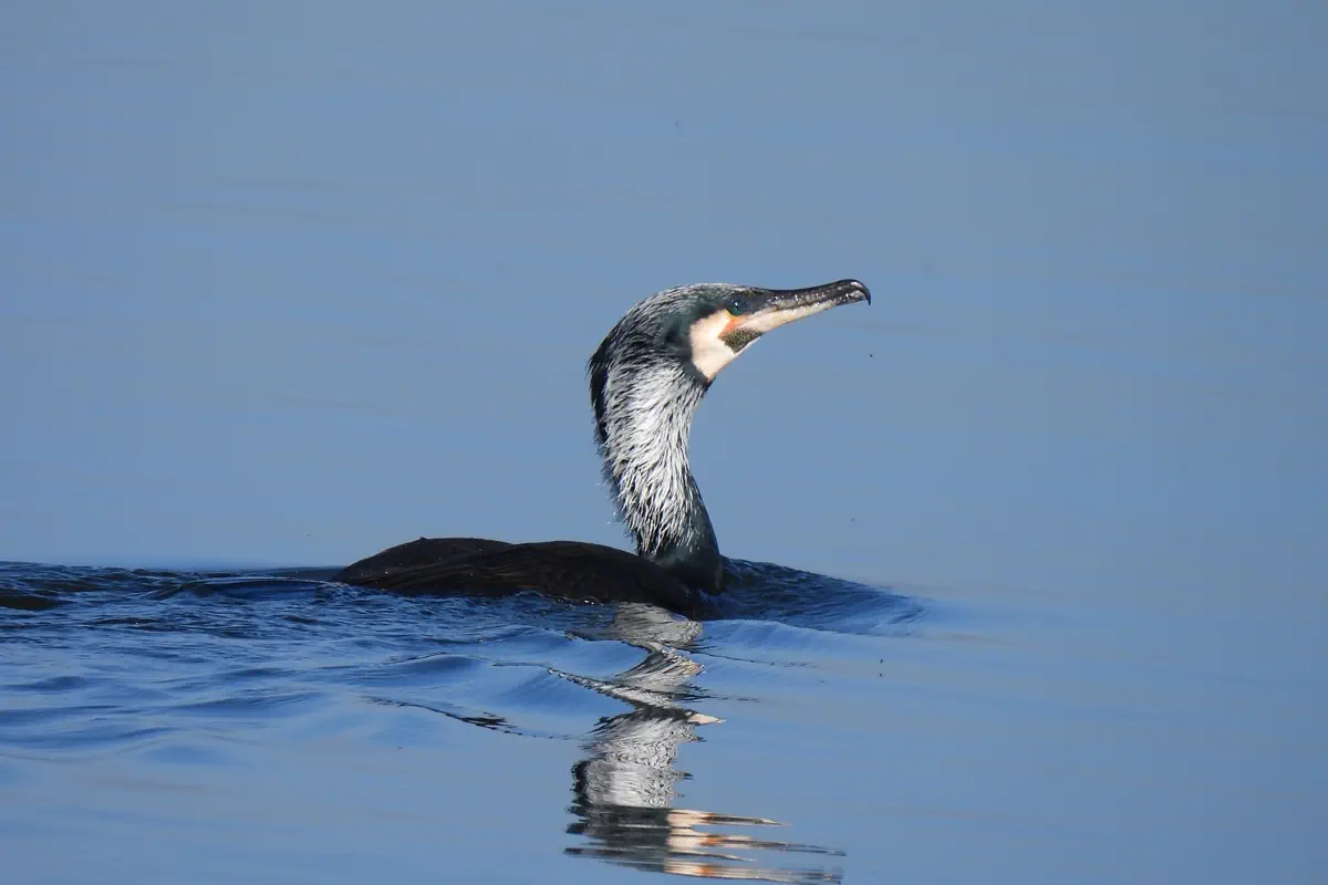 Kormoran