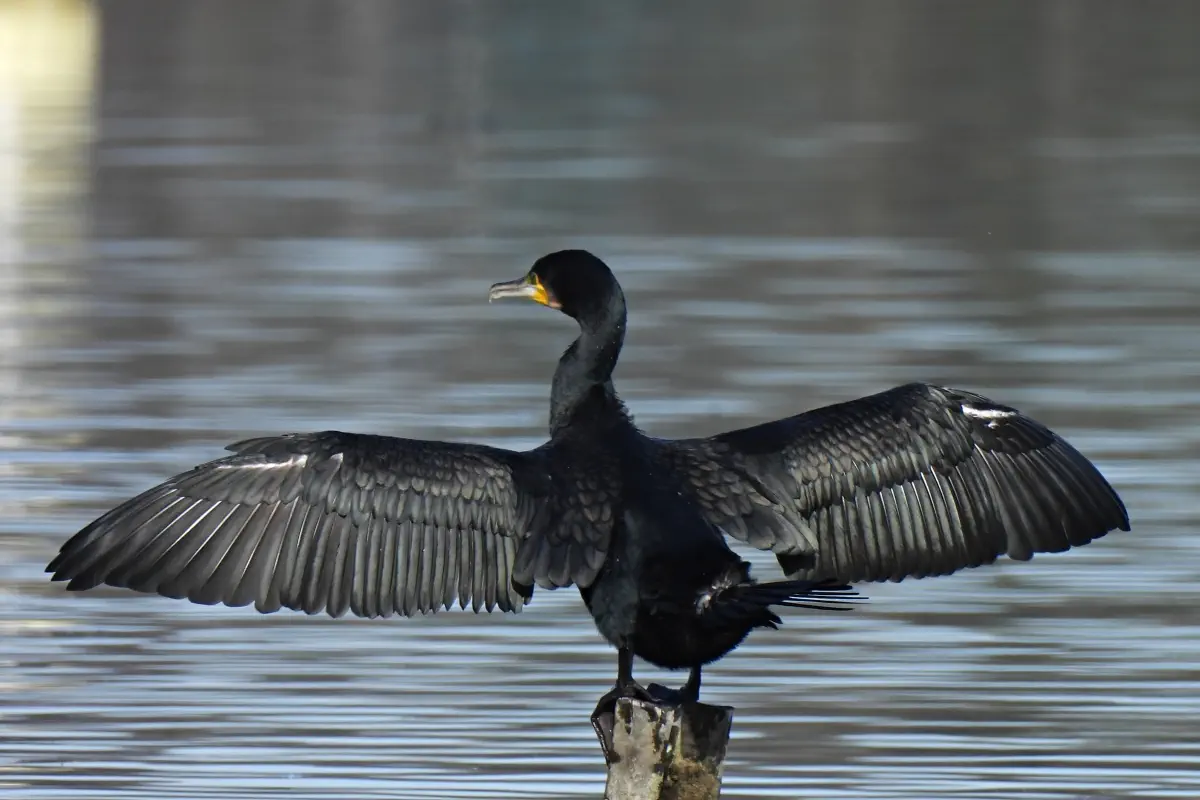 Kormoran