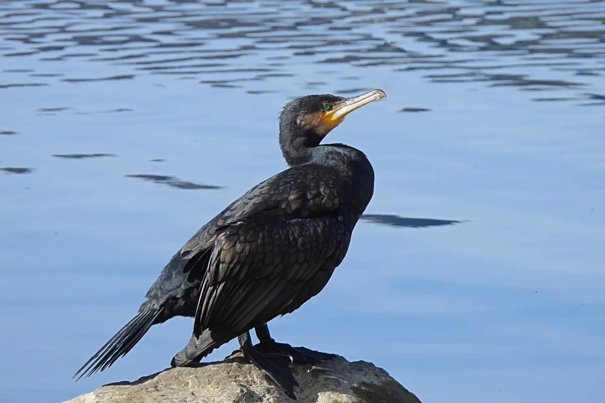Kormoran