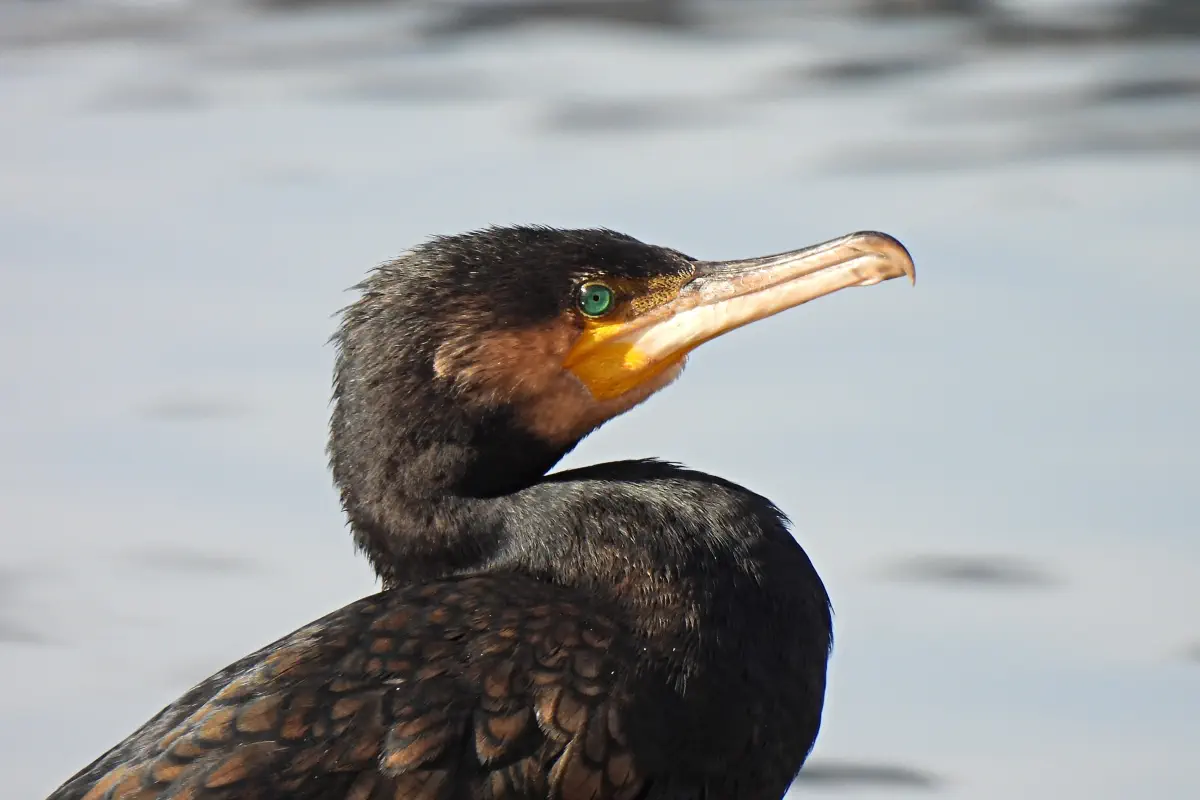 Kormoran