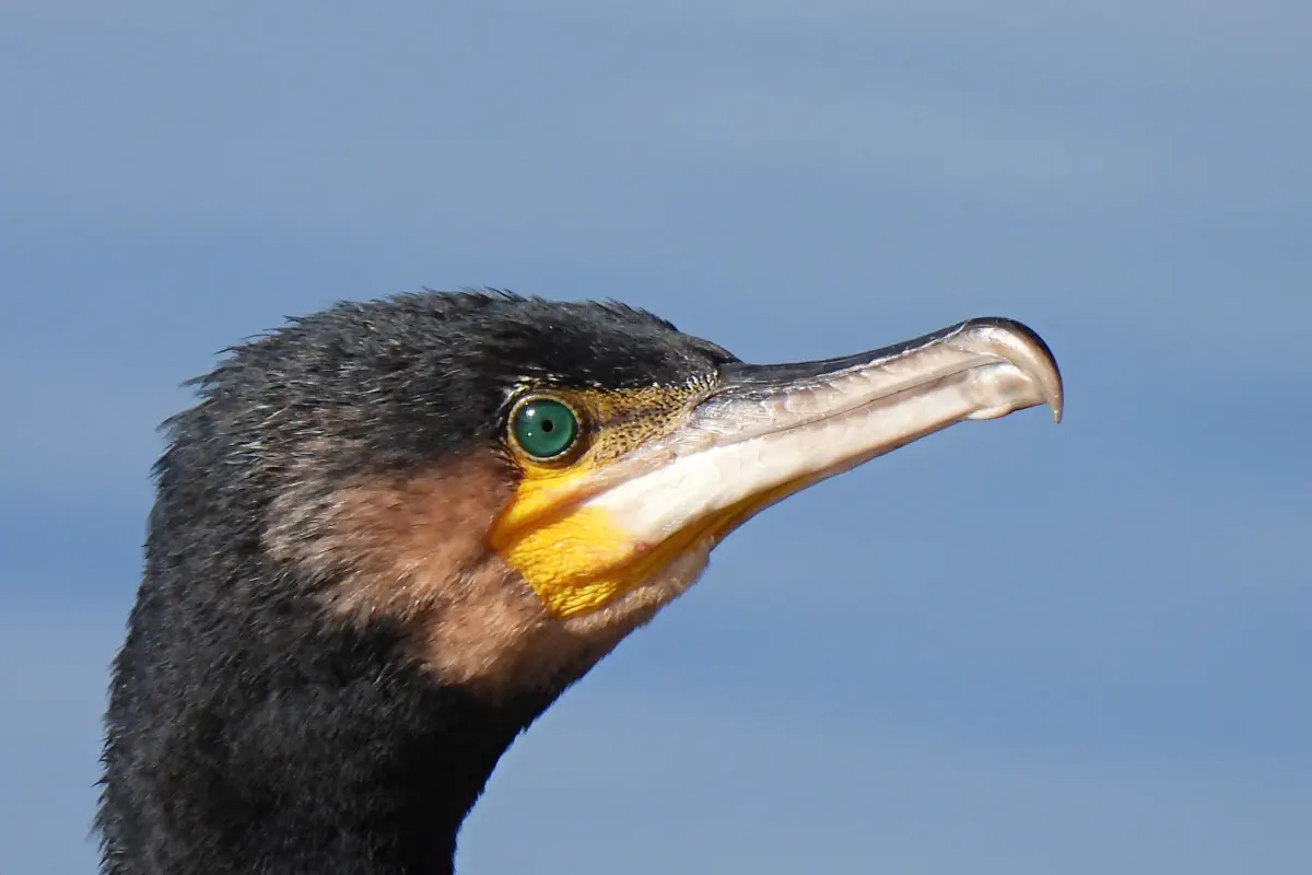 Kormoran