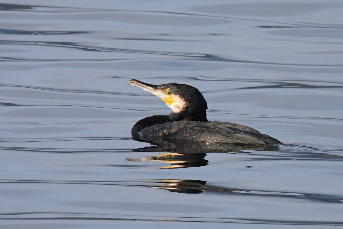 Kormoran