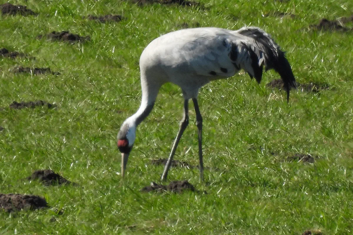 Kranich