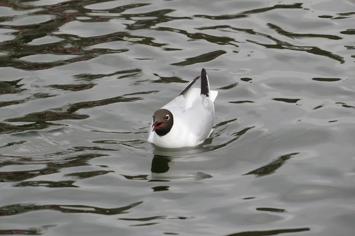 Lachmöwe