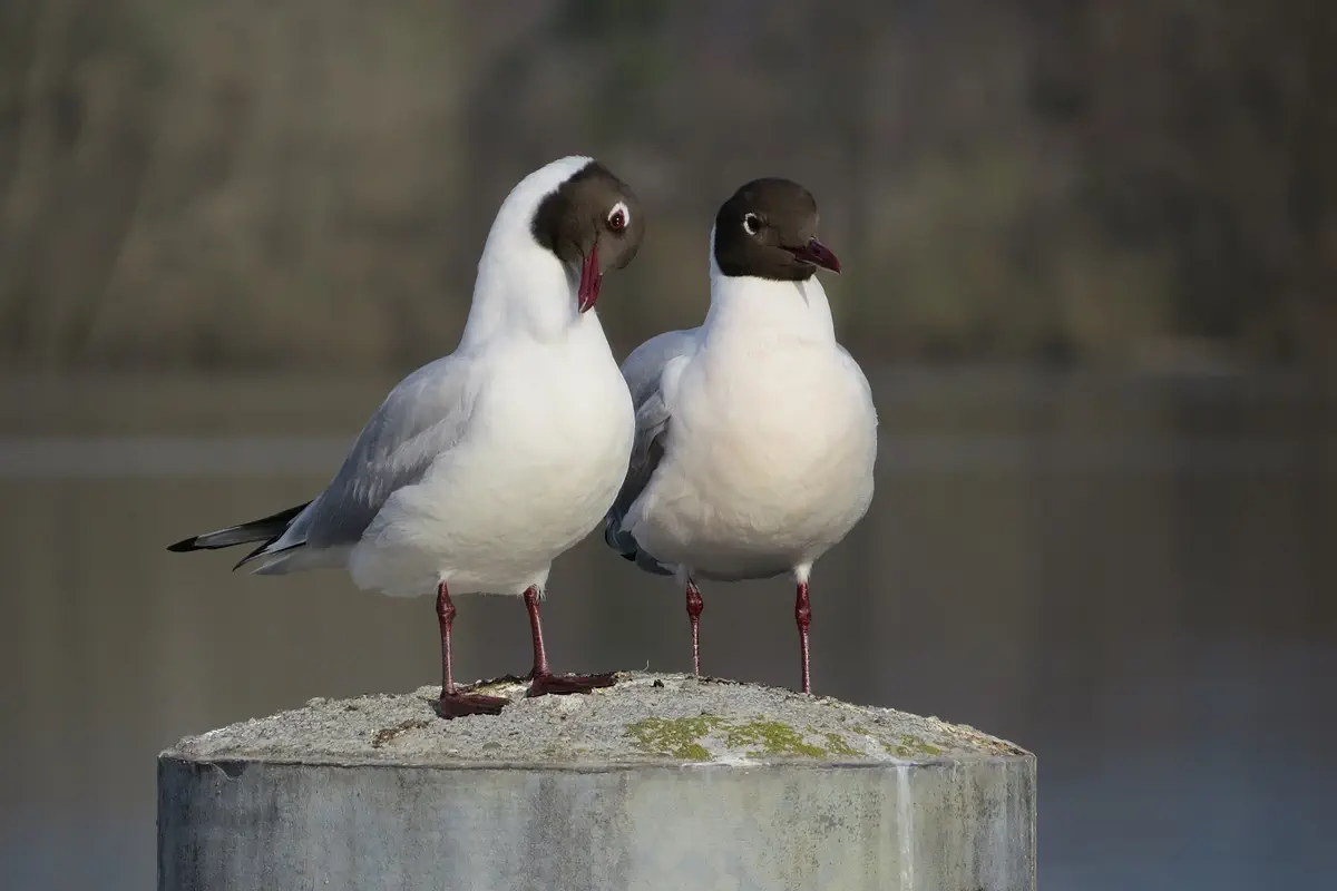 Lachmöwe