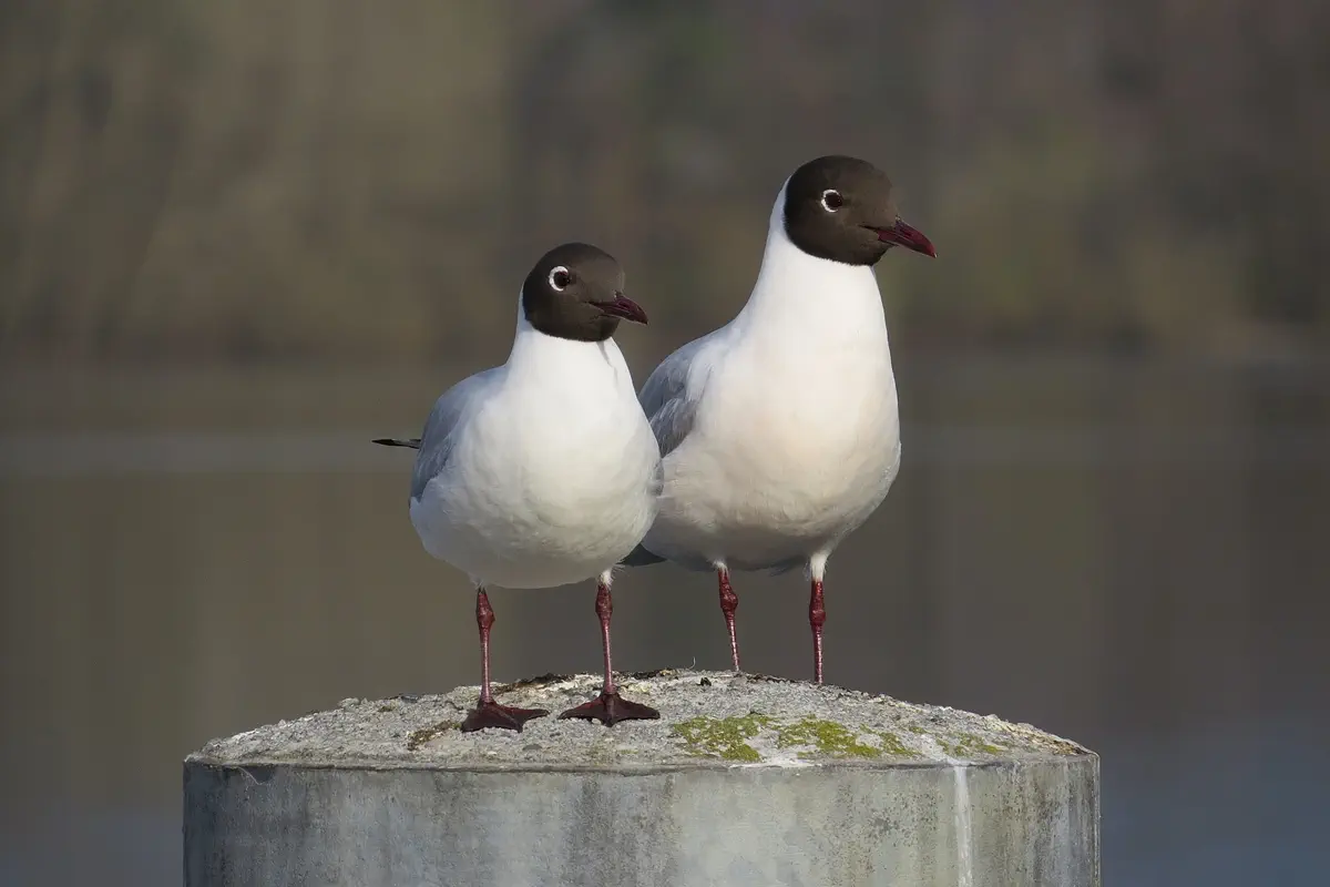 Lachmöwe