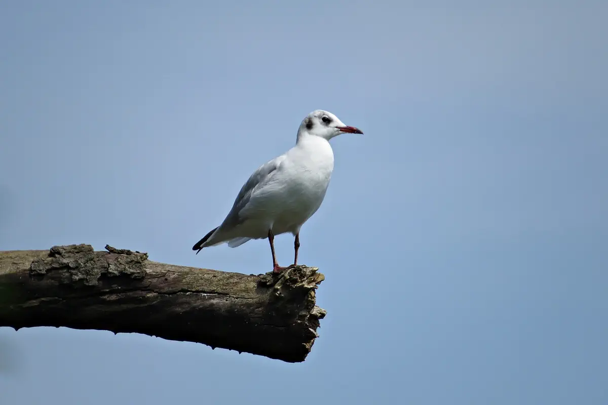 Lachmöwe