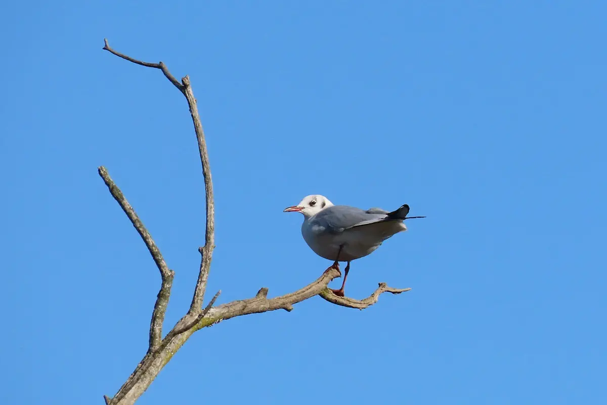 Lachmöwe