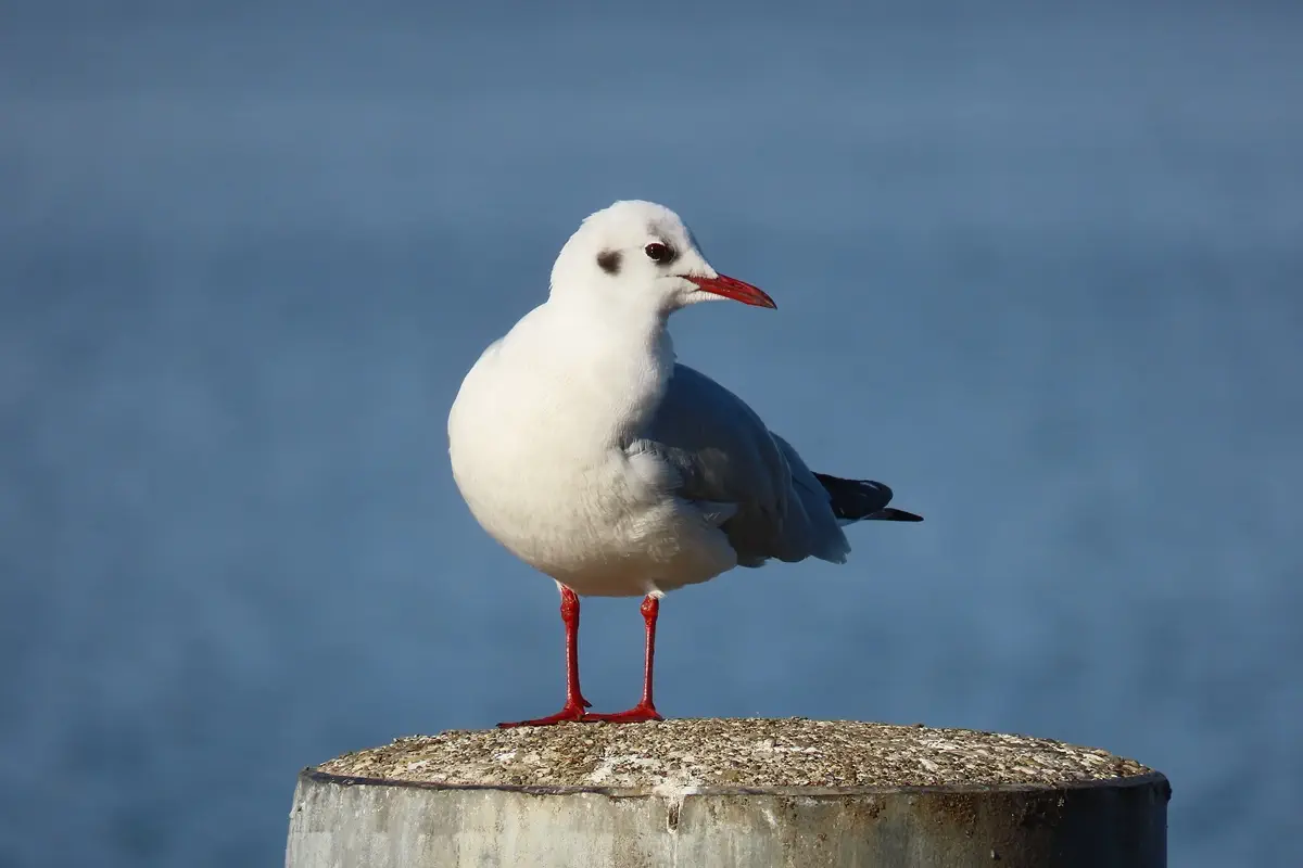 Lachmöwe