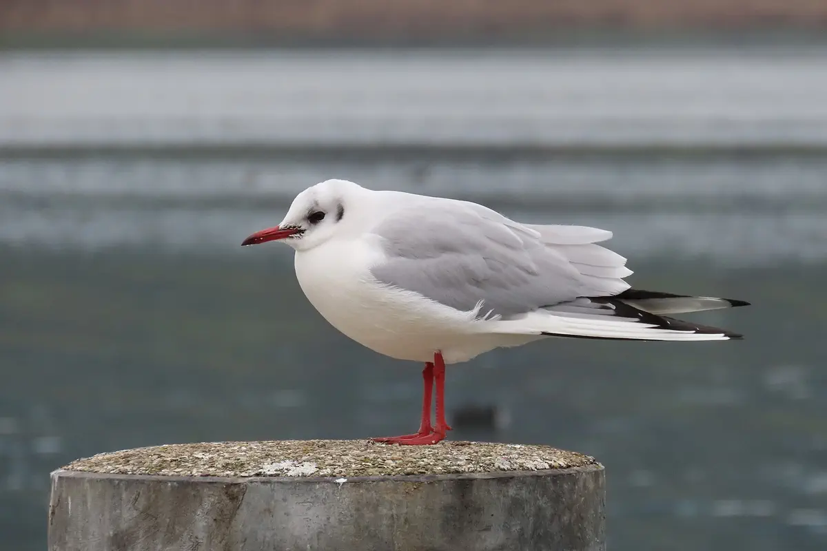 Lachmöwe