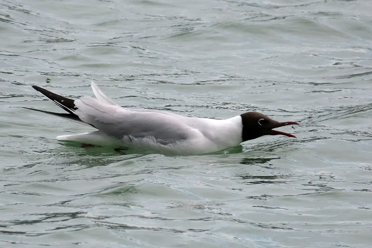 Lachmöwe
