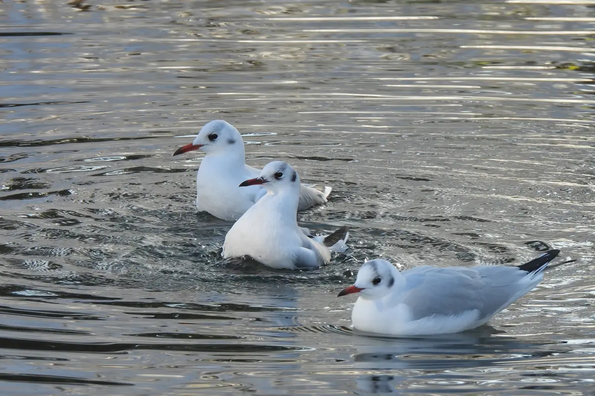 Lachmöwe