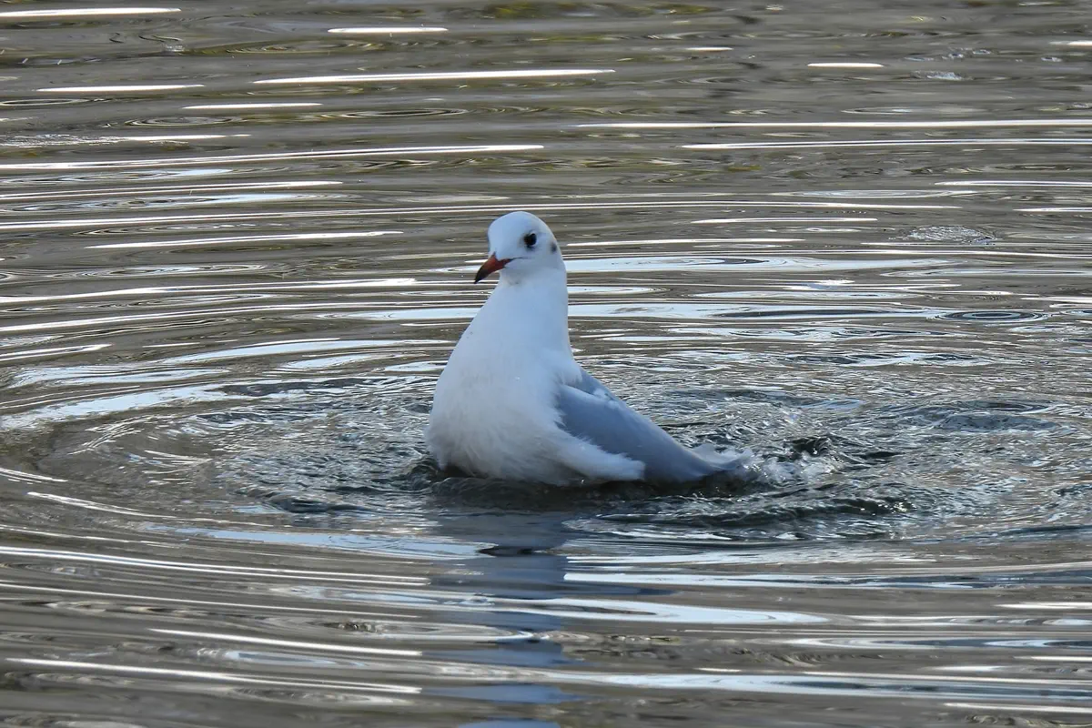 Lachmöwe