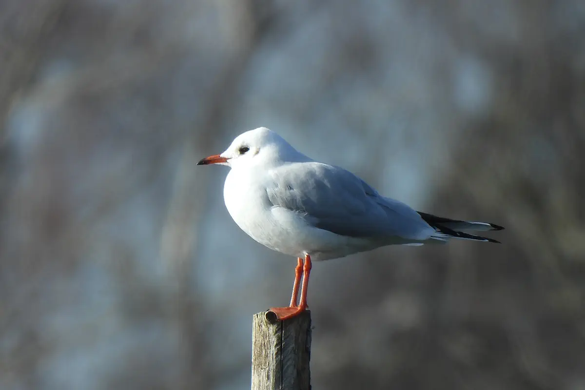 Lachmöwe