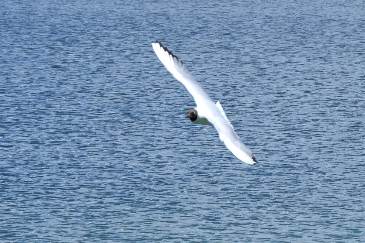 Lachmöwe