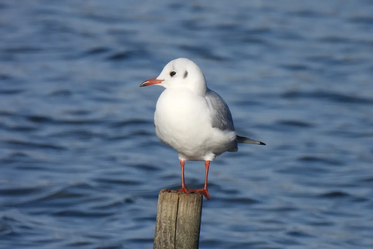 Lachmöwe