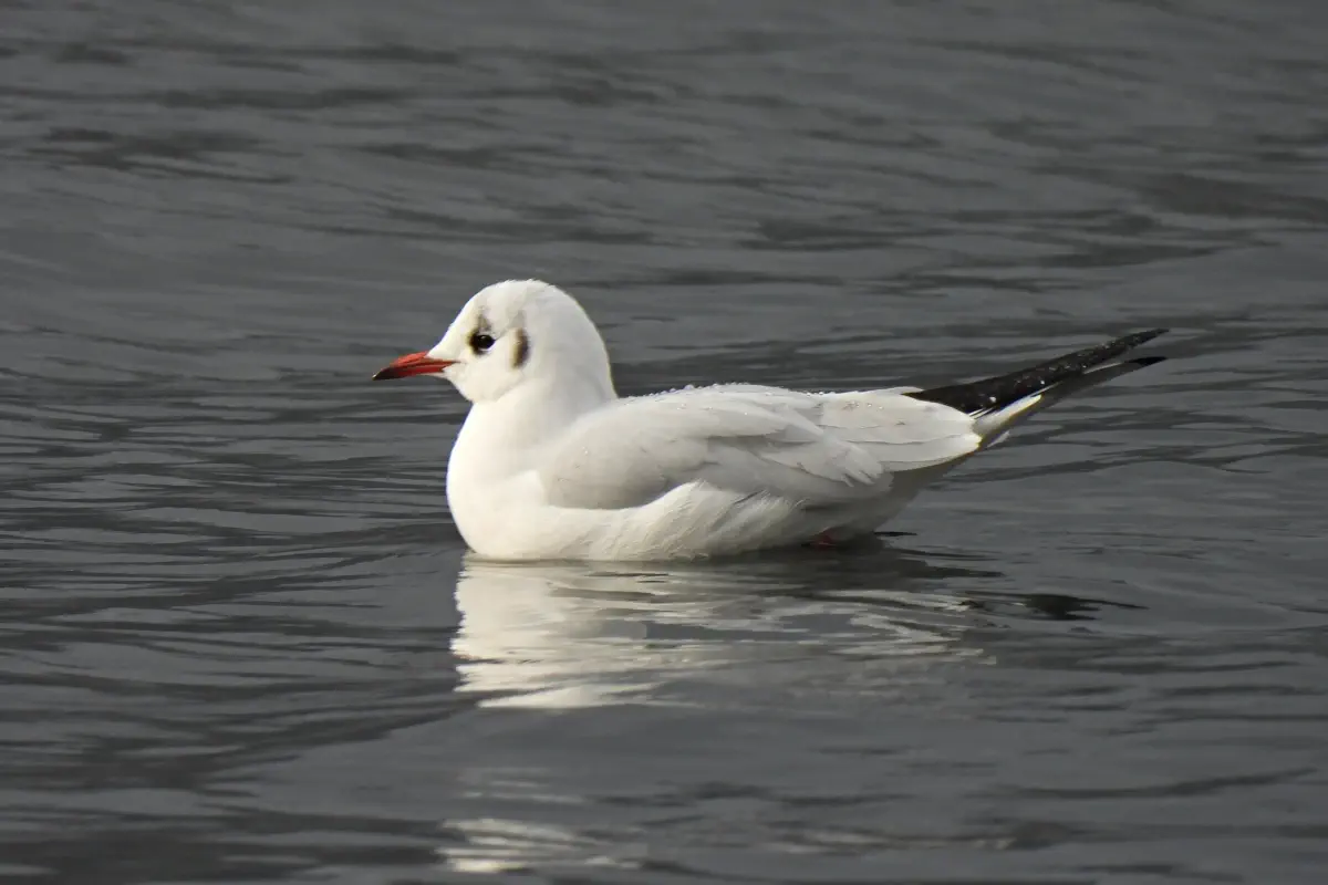 Lachmöwe